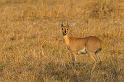 096 Zuid-Afrika, Sabi Sand Game Reserve, steenbok